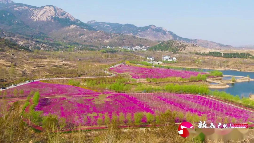 芝樱花海为新泰织起彩色地毯