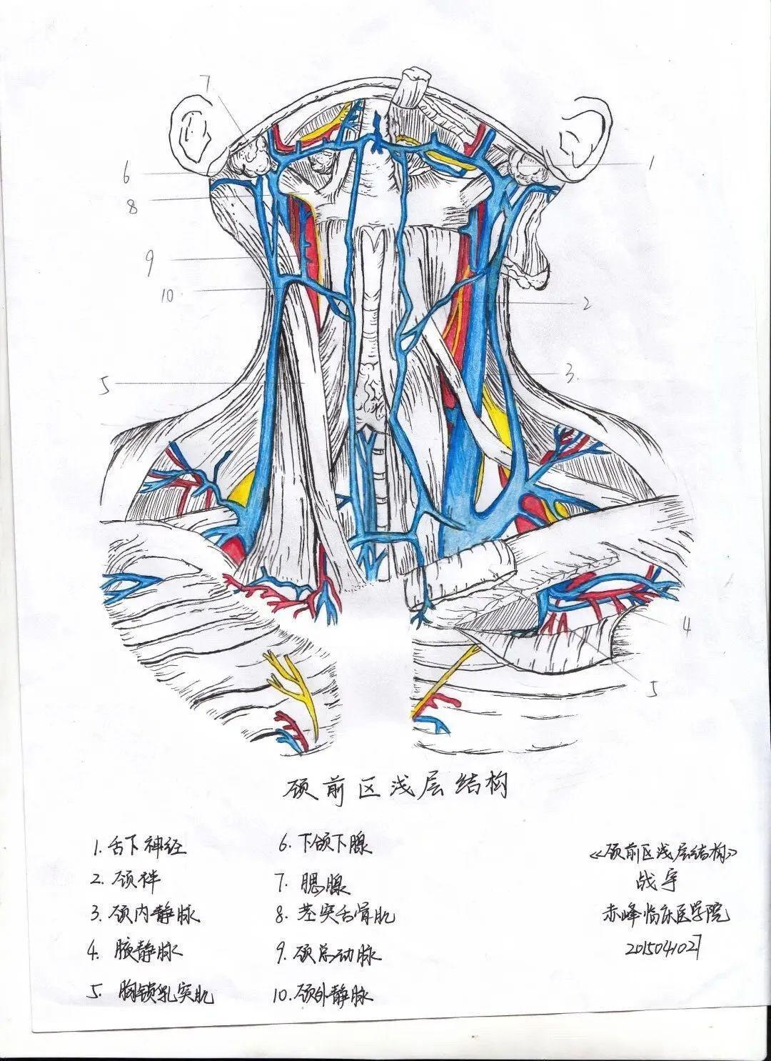 召唤你本体中的神笔马良大健康学院人体解剖绘画大赛