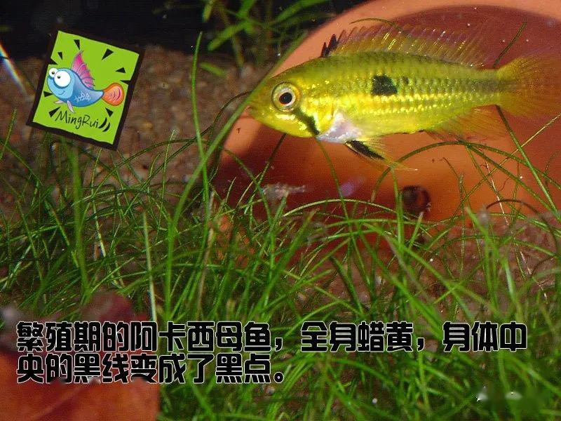 阿卡西短鲷饲养方法_龙纹短鲷的习性_阿卡西短鲷品种介绍