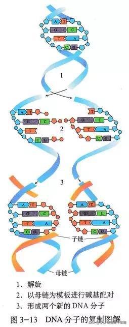 高中生物系统梳理dna复制和计算 分子