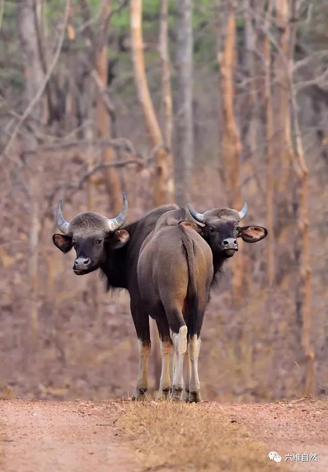 原创印两头野牛贴身站立却被摄影师瞬间抓拍变成一个牛身两个牛头