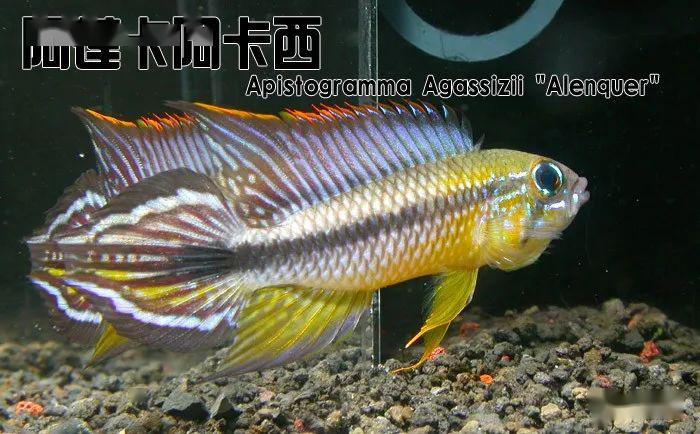 阿卡西短鲷品种介绍_龙纹短鲷的习性_阿卡西短鲷饲养方法