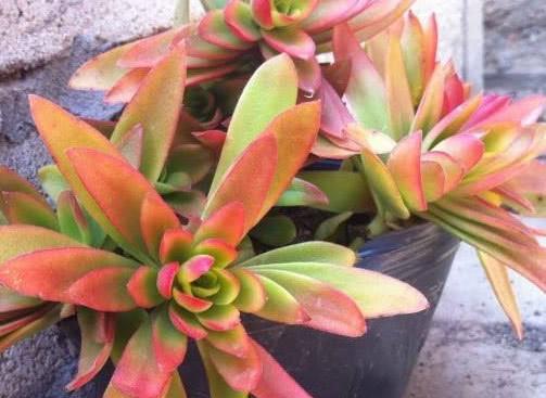 多肉小红灯笼怎么养 40505b2b45e64a349bdbb27291e90af7.jpeg