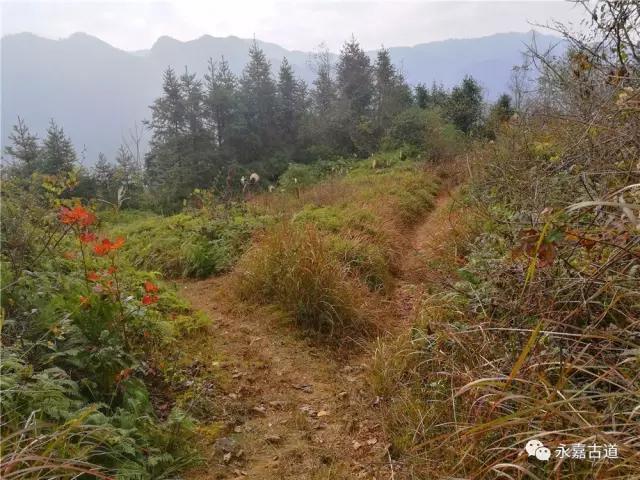 温州鳗段岭古道,听听名字就觉得好玩!