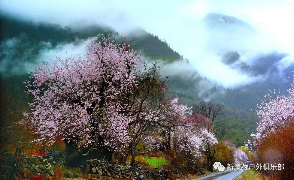 如诗如画林芝桃花节春天的桃花景