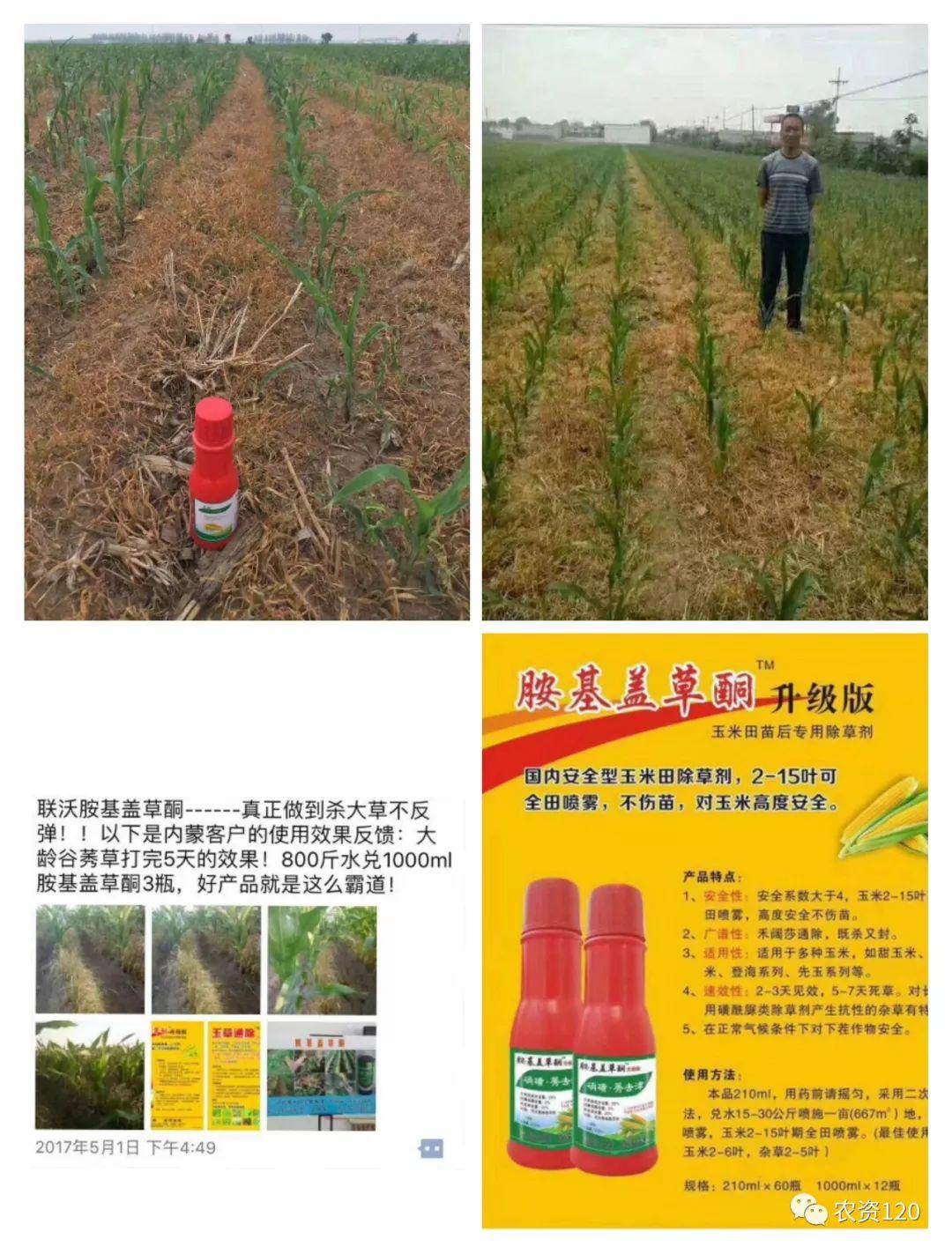甜玉米糯玉米除草剂胺基盖草酮