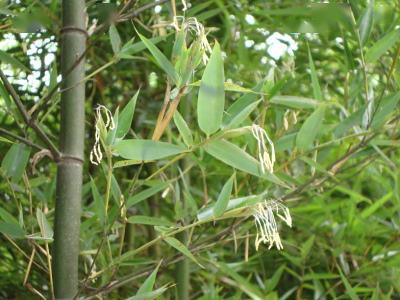 老人常说"竹子开花,马上搬家",竹子开花到底有多"可怕