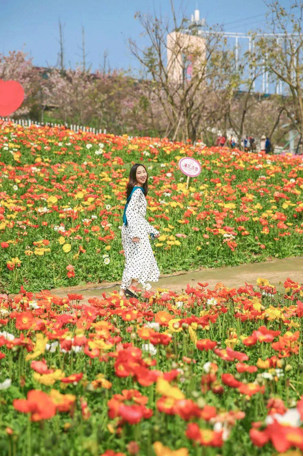 「成都看花地图」上线,人少,速来!