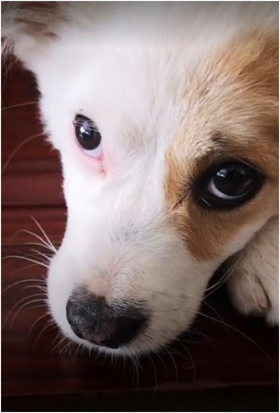 论眼线的重要性,狗狗用事实证明,画了眼线后眼睛确实会变大!