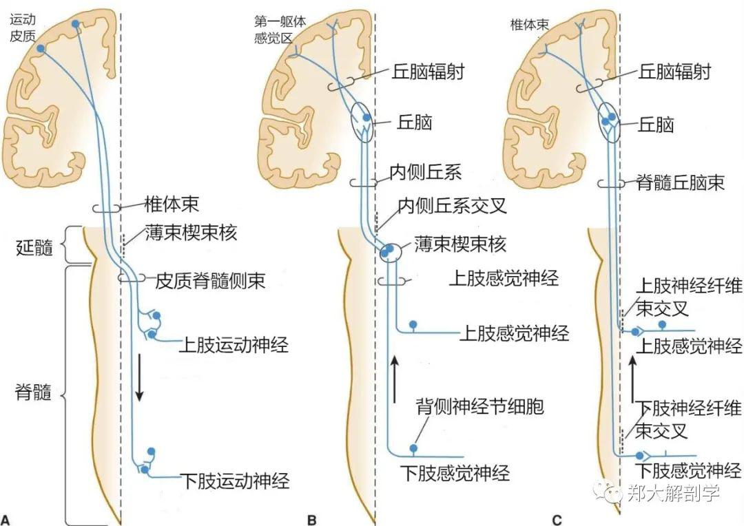 下图对三大传导通路在特定层面交叉进行了简要总结.