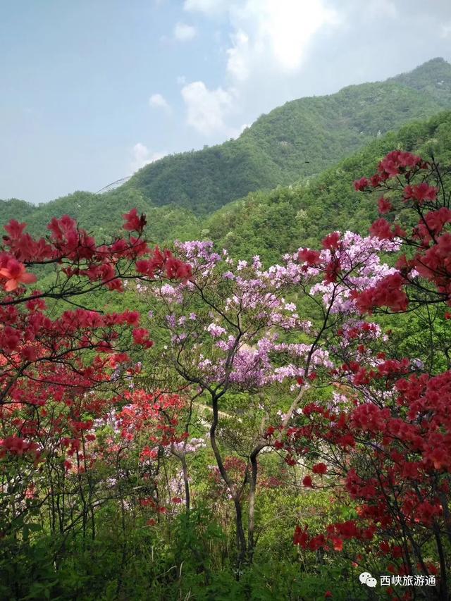 花都开好了│西峡银树沟的万亩杜鹃花海等你来