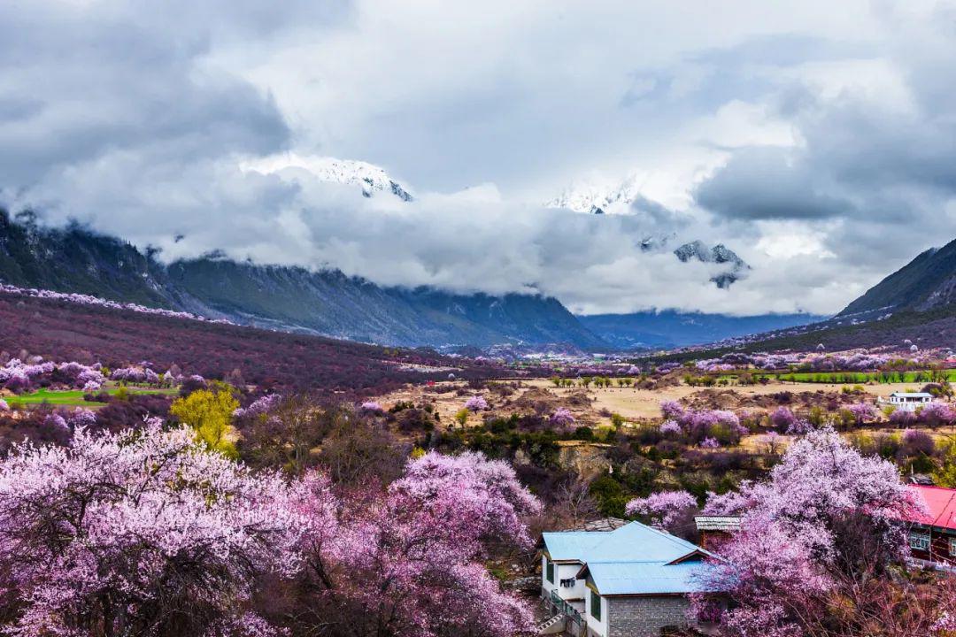 西藏最高的树 698945dcd1894a0e85945466e8275822.jpeg