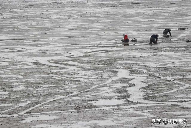 青岛胶州湾白泥地公园赶海