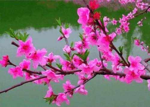桃花依旧笑春风上一句是什么诗句 719b679ae7e04dbaa62109d15e212686.jpeg