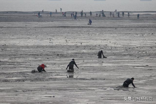 青岛胶州湾白泥地公园赶海