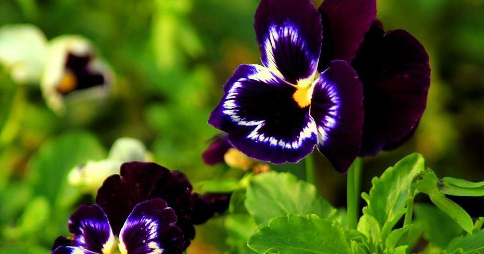 三色堇花种植方法 8cf11a8f1c784d7ba00fdc4bcbfc521f.jpeg