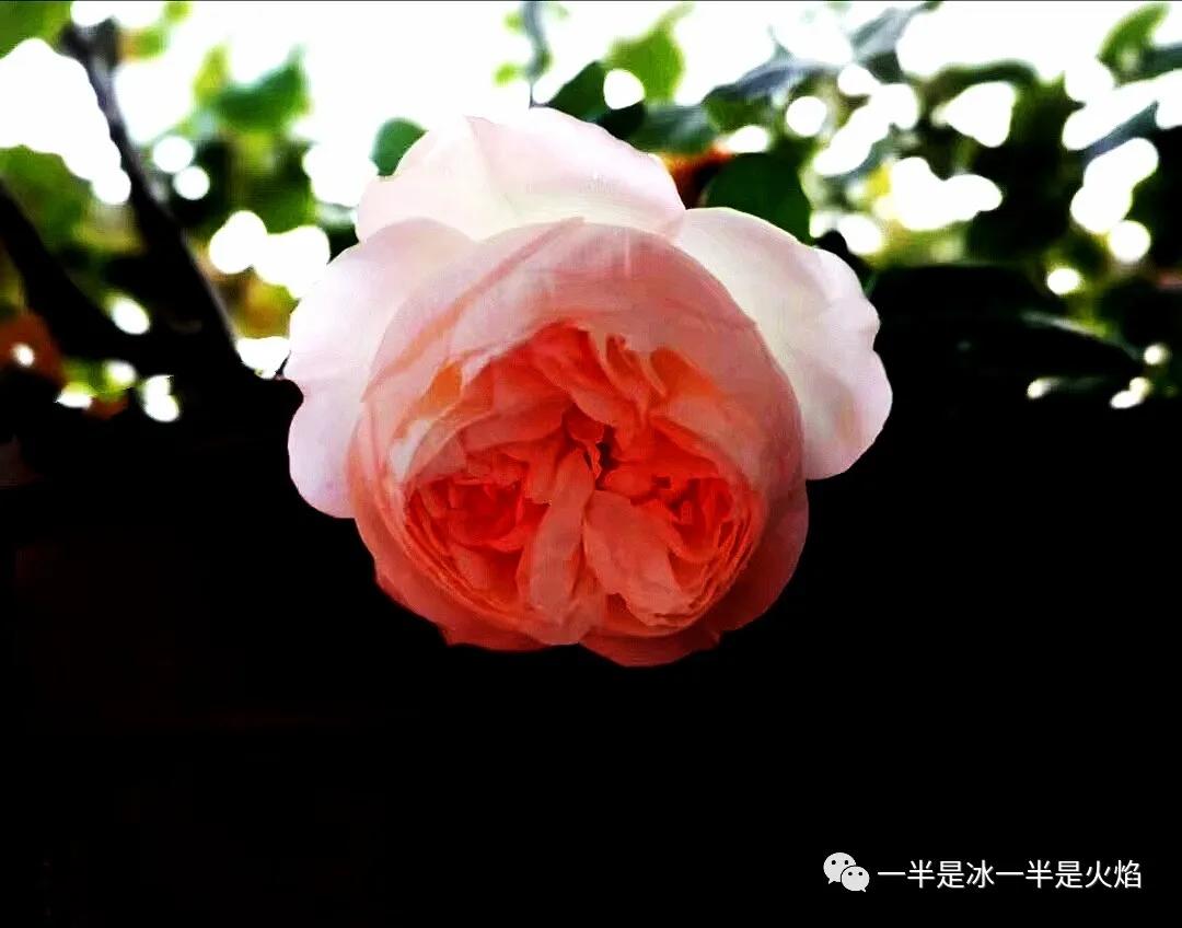 95196bbc194d483a9238bb79a4a8e2fa.JPG