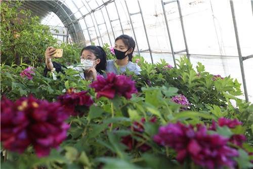 河北唐山丰润燕沣园生态农场:牡丹花正艳