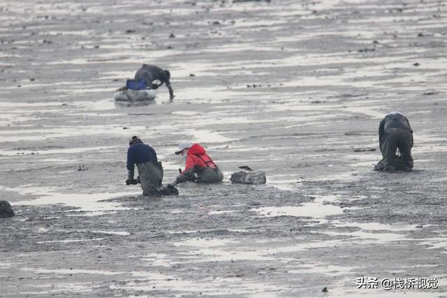 青岛胶州湾白泥地公园赶海