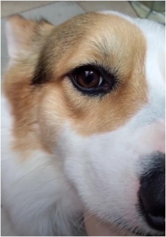 论眼线的重要性,狗狗用事实证明,画了眼线后眼睛确实会变大!