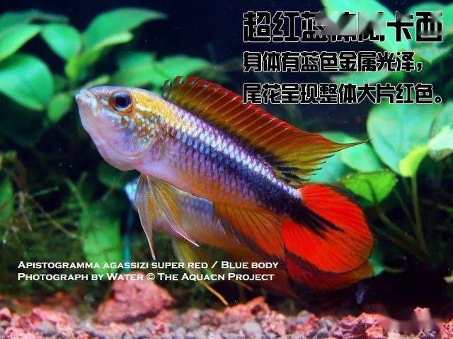 阿卡西短鲷饲养方法_阿卡西短鲷品种介绍_龙纹短鲷的习性