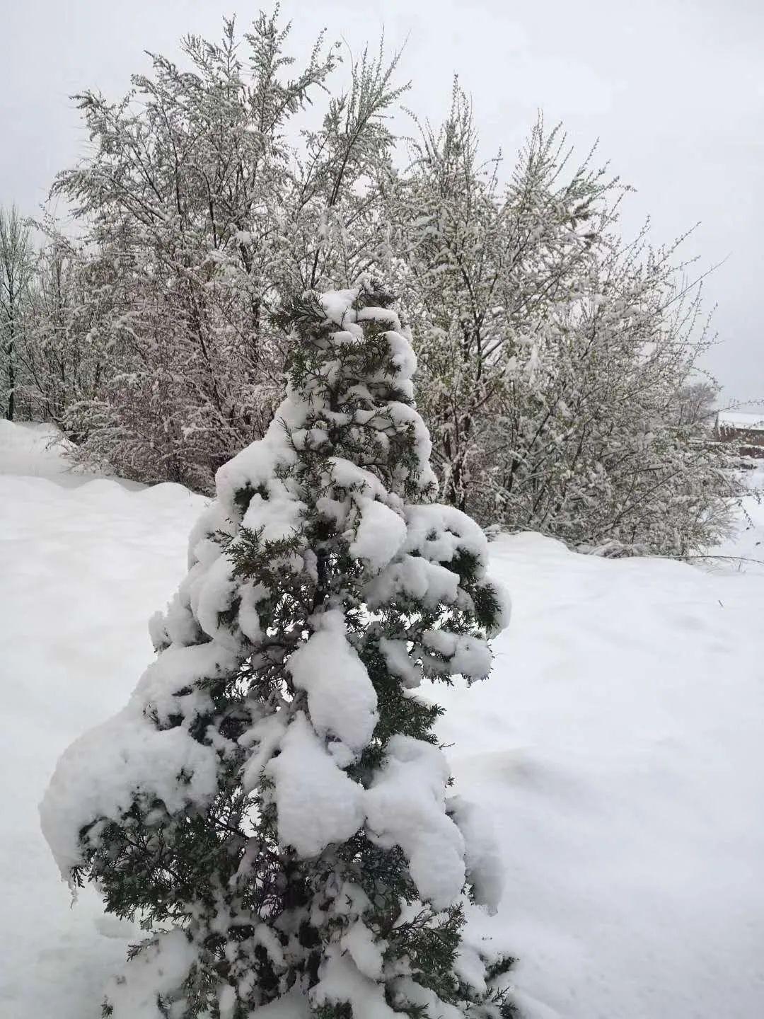 地方竟然下雪了~ 有些地方甚至是 天空竟飘起了 纷纷扬扬的鹅毛大雪