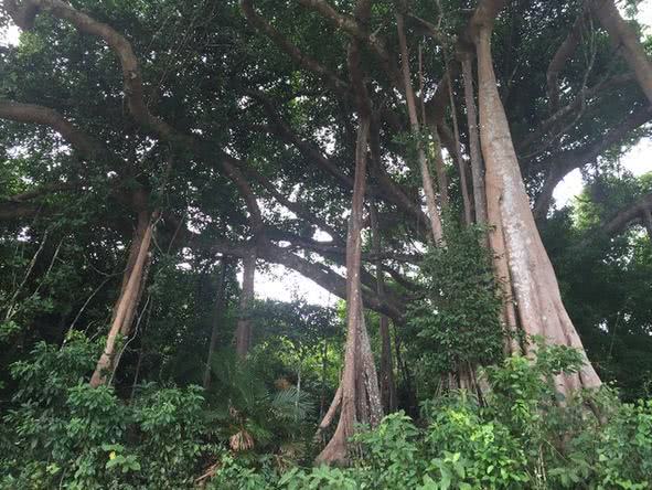 可以证明亚洲存在热带雨林的稀有树种龙脑香科植物