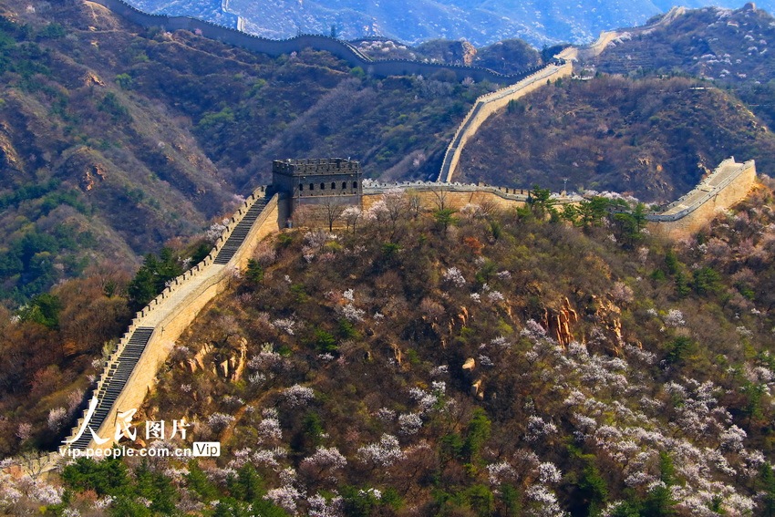 北京八达岭长城山花烂漫