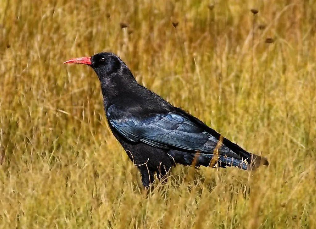 red-billed chough拉丁文名: pyrrhocorax pyrrhocorax红嘴山鸦在中国