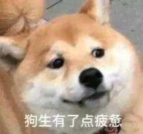 热门表情包丨你可不可以见见世面?