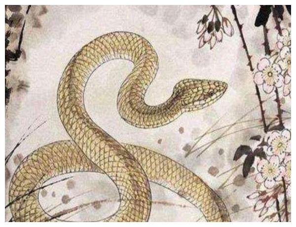 蛇是什么属相的 b8cb9fe8a0564a0a9efad281595e83f2.jpeg