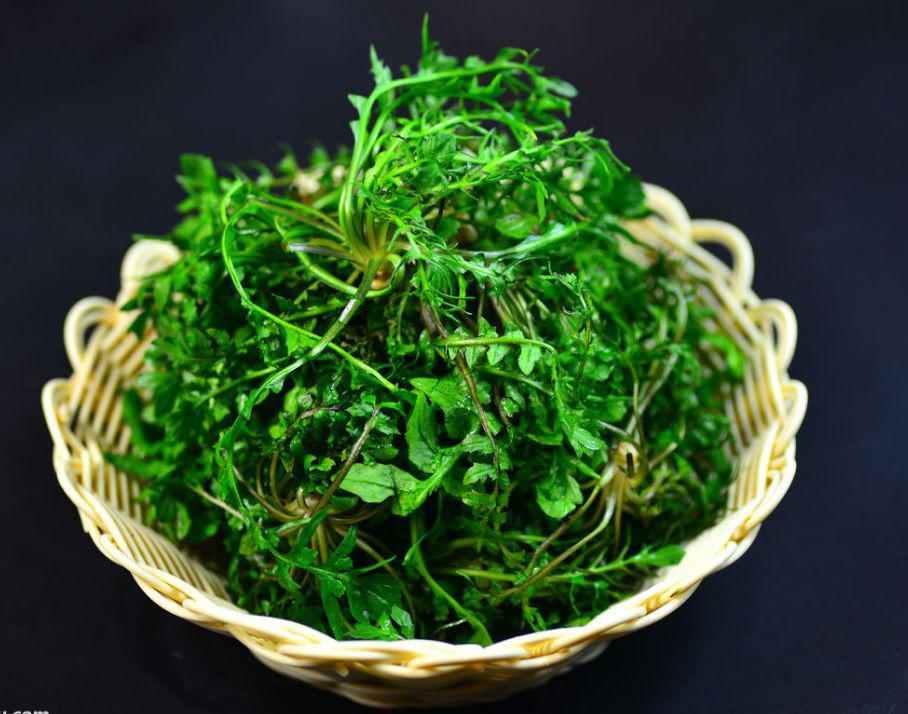 荠菜  