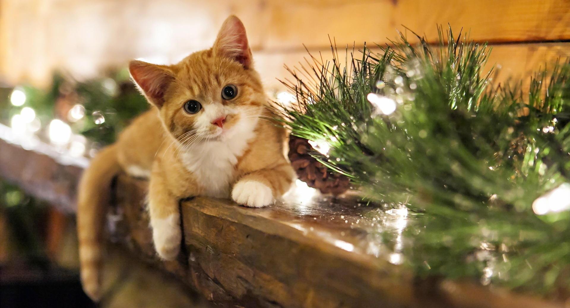 怎么治脾气大的小猫 c48357456f6a47cd9b4f4399ff1dab9e.jpeg