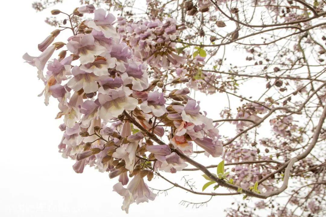 赏花| 四月天,泡桐树开出粉紫色的泡桐花