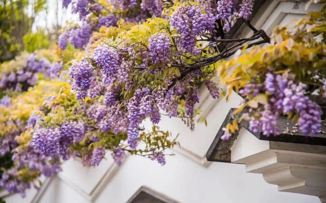 带你去看无锡最美的紫藤花瀑布!