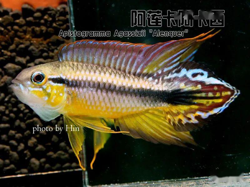 龙纹短鲷的习性_阿卡西短鲷饲养方法_阿卡西短鲷品种介绍