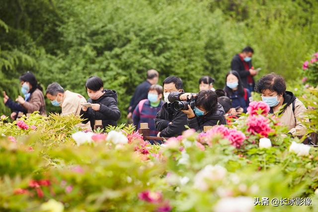兴庆公园的牡丹郁金香盛开 喜欢赏花的西安人不要错过