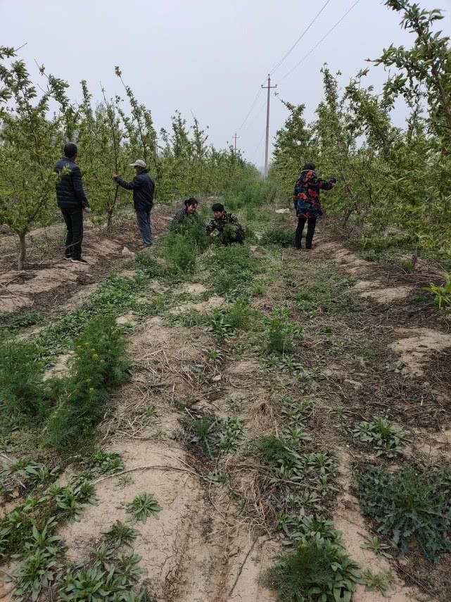 柘城县申桥乡大王村村民贺波:返乡种果树 携手奔富路