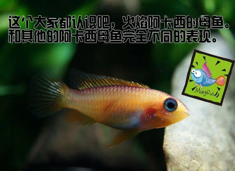 阿卡西短鲷品种介绍_龙纹短鲷的习性_阿卡西短鲷饲养方法