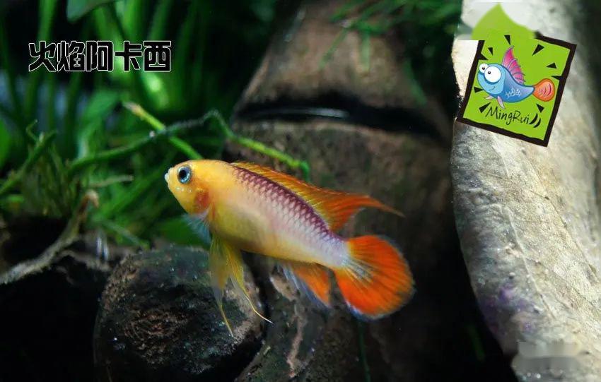 阿卡西短鲷饲养方法_阿卡西短鲷品种介绍_龙纹短鲷的习性