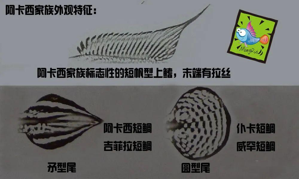 养短鲷多年分享：阿卡西几乎囊括所有短鲷习性，超值得养