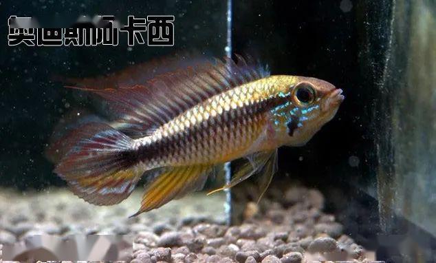 阿卡西短鲷饲养方法_龙纹短鲷的习性_阿卡西短鲷品种介绍