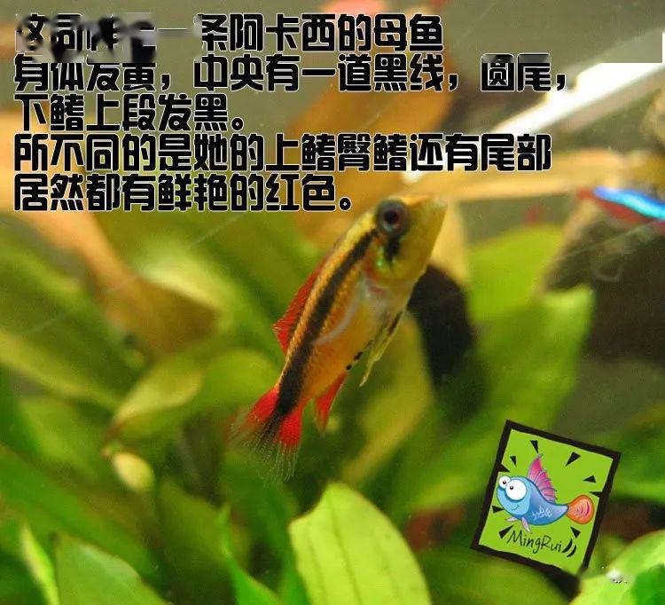 龙纹短鲷的习性_阿卡西短鲷品种介绍_阿卡西短鲷饲养方法