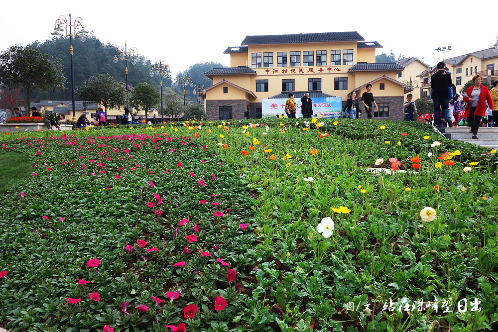 【看图赏景】重庆南川大观花海,人工自然相得益彰