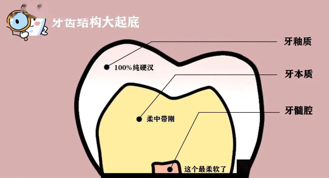 牙齿的结构主要分为牙釉质,牙本质和牙髓腔.