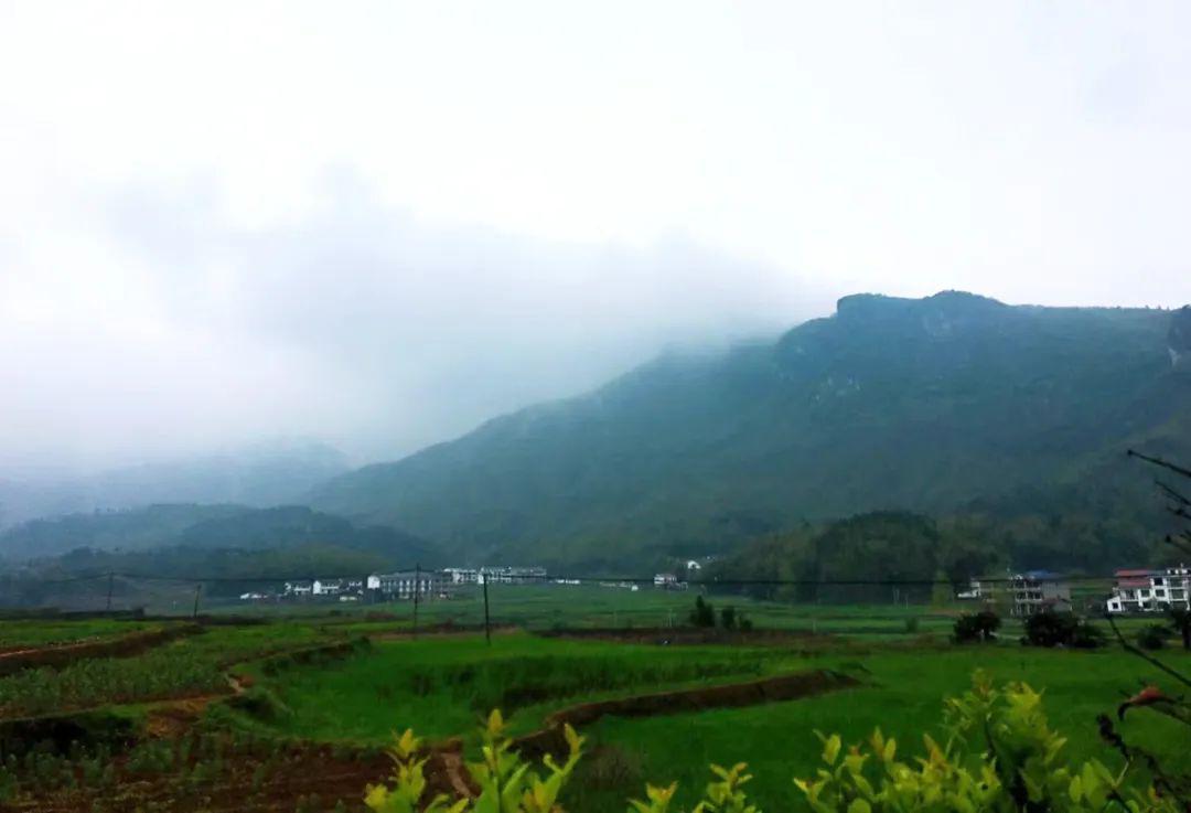 茶业扶贫|稼轩红茶香飘万里,大型旅游「云推广」来助力_江西省