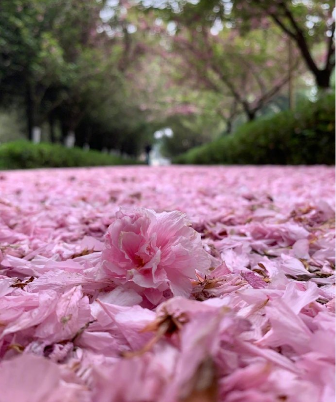 没有学生和游客,西安交大樱花雨十分浪漫