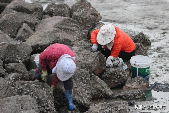 青岛胶州湾白泥地公园赶海