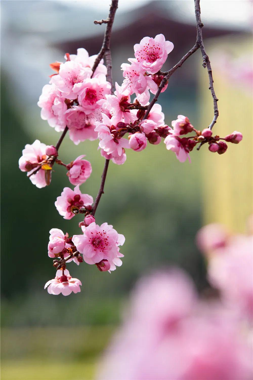 在烂漫的时光里,桃花飘零桃花映,桃花深处桃花梦,桃花梦里,桃花醉