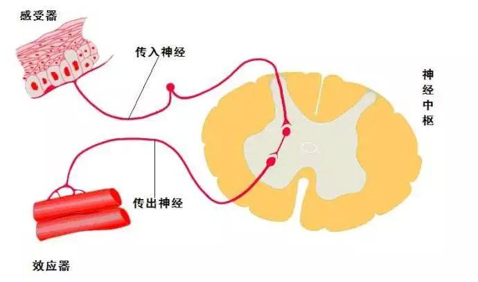 反射弧的结构:感受器→ 传入神经→ 神经中枢→ 传出神经→ 效应器 21